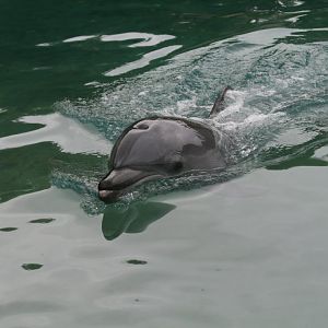 Bottlenose Dolphin calf, 2 days old