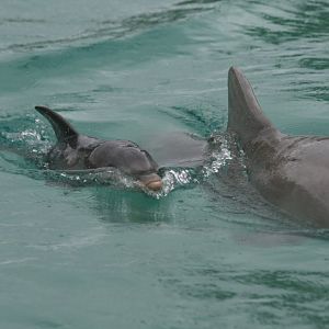Bottlenose Dolphin calf, 2 days old