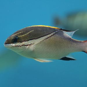 Bridled Monocle Bream