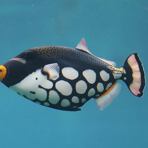 Clown Triggerfish