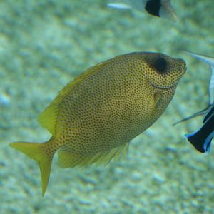 Coral Rabbitfish