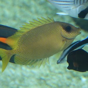Coral Rabbitfish