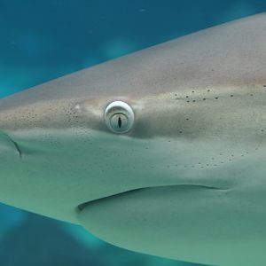 Dusky Whaler portrait