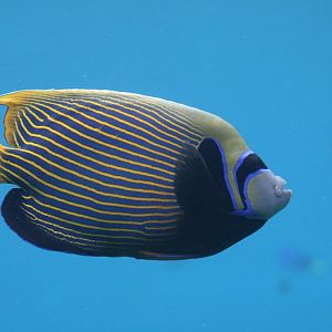 Emperor Angelfish