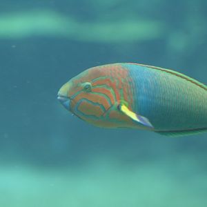 Green Moon Wrasse