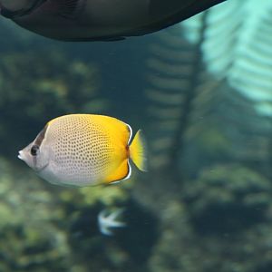 Gunthers Butterflyfish