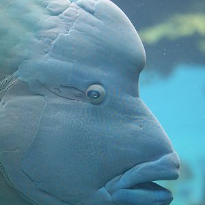 Humphead Wrasse portrait