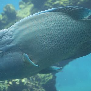 Humphead Wrasse