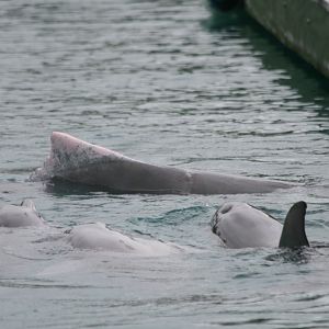 Indopacific Humpback Dolphin and Bottlenoses