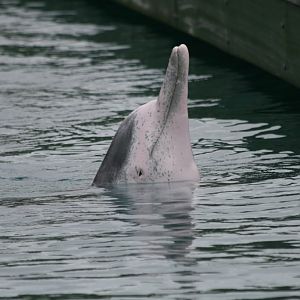 Indopacific Humpback Dolphin