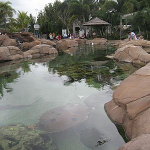 Intertidal Touch Tank