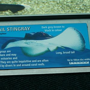 Label - Cowtail Ray