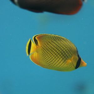 Latticed Butterflyfish