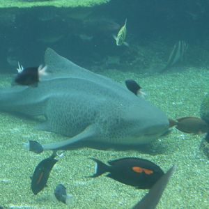Leopard Shark