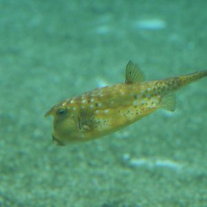 Long-horned Cowfish