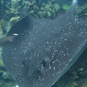 Mangrove Whiptail Ray