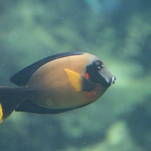 Mimic Surgeonfish