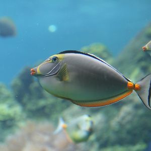Orange-spined Surgeonfish