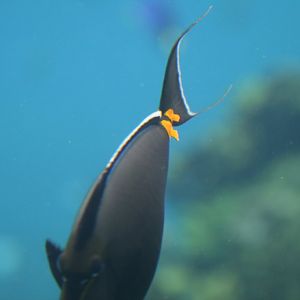Spines on Orange-spined Surgeonfish