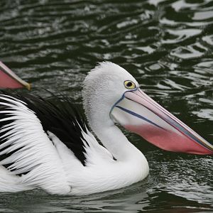 Australian Pelican