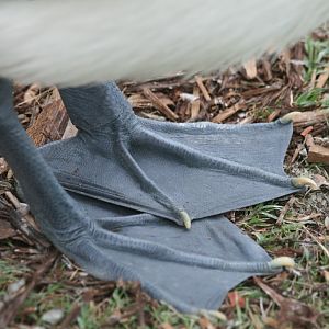 Australian Pelican feet