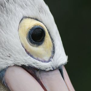 Australian Pelican eye