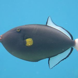 Pink-tail Triggerfish