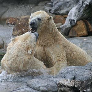 Polar Bears playing