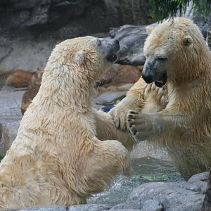 Polar Bears playing