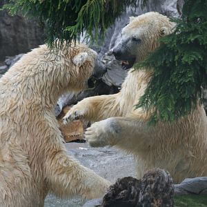 Polar Bears playing