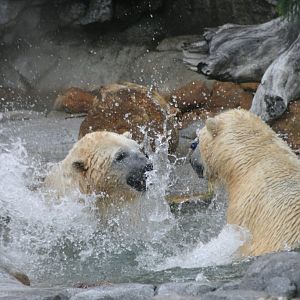 Polar Bears playing