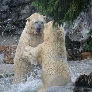 Polar Bears playing
