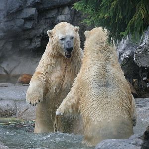 Polar Bears playing