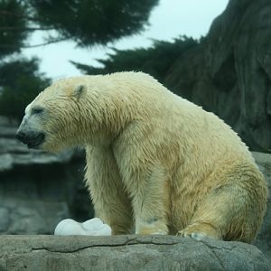Polar Bear