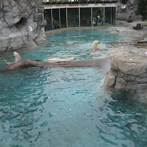 Polar Bear exhibit