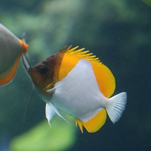 Pyramid Butterflyfish