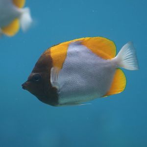 Pyramid Butterflyfish
