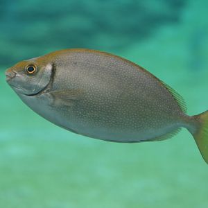 Rabbitfish