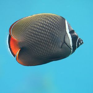 Red-tail Butterflyfish
