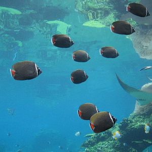 Red-tail Butterflyfish