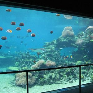 Coral Reef Tank