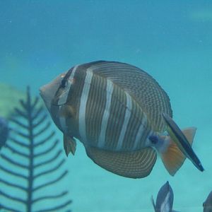 Sailfin Surgeonfish