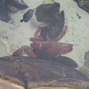 Sea Cucumbers