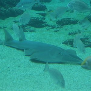 Shovelnosed Ray