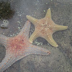 Starfish