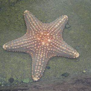 Starfish
