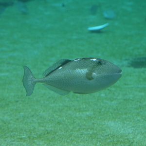 Starry Triggerfish