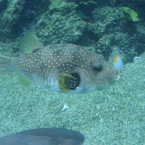 Stars-and-Stripes Pufferfish