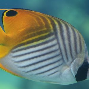Threadfin Butterflyfish