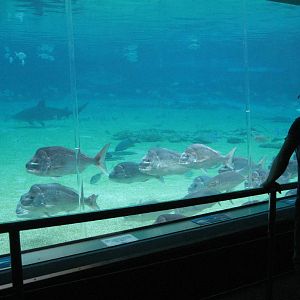 Underwater Viewing